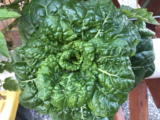 Bok choi