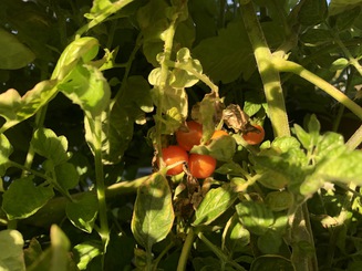 Cherry tomatoes