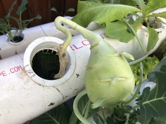 Kohlrabi