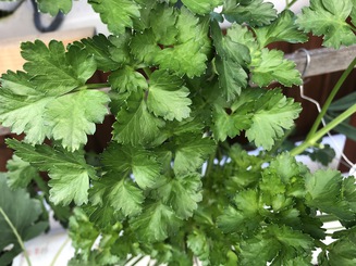 Parsley