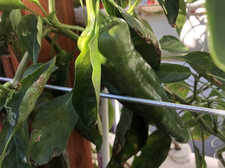 Poblano peppers