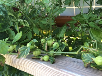 Tomatillos