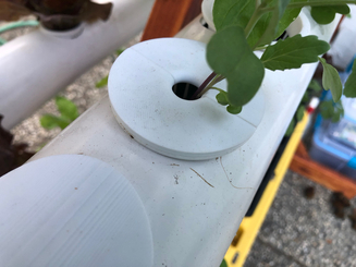 Plant holder without pot holder