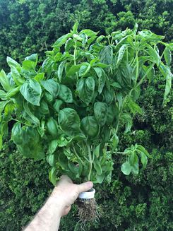 Basil plant