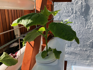 Growing cucumber