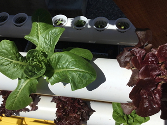 Growing lettuce plants