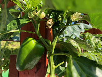 Growing pepper