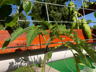 Growing tomato