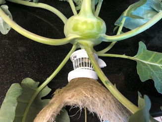 Kohlrabi