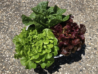 Lettuce harvest