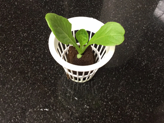 Plant in basket